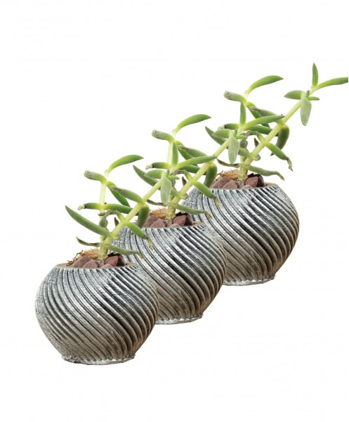 Mini Çiçek Saksı Küçük Sukulent Gümüş Eskitme Kaktüs Saksısı 3lü Set İnce Çizgili Spiral Model